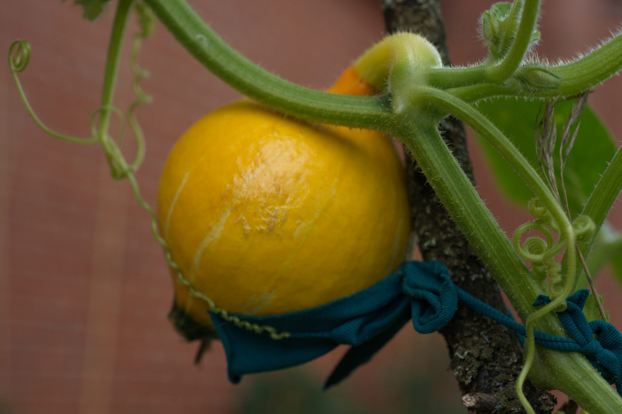 20210721  Gruen(t)raumHeimfeld 052